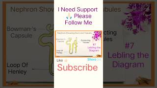 How To Draw Nephron Diagram  Nephron Drawing  structure of Nephron shortvideo biologydiagram [upl. by Noelopan]