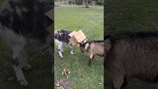 olssons funnygoat playfulgoats goatfarm farmlife goathusbandry goatfarming [upl. by Meid]