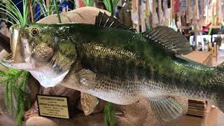 Largemouth Bass Custom Fishmount  Gray Taxidermy Fishmounts Custom fish reproductions [upl. by Adah]