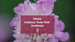 FOCUS  SCABIOSA Kudo Pink [upl. by Airehs6]