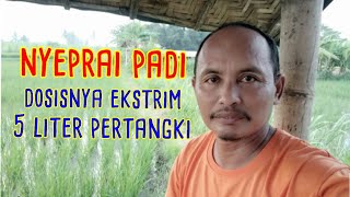 Nyeprai padi dosisnya ekstrim 5 liter jakaba pertangki [upl. by Pacifica]