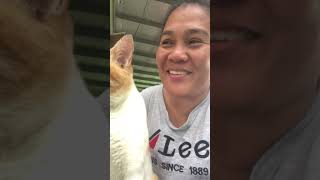 monya naglalambing everyone catlover [upl. by Bucella]