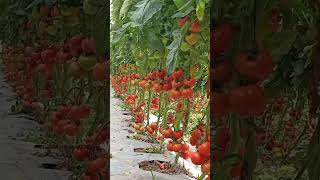 Tomato farm fruit shots [upl. by Beatty]