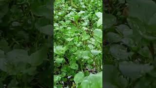 Watercress vegetables organic shortvideo [upl. by Angil]