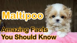 Maltipoo Dog  12 Amazing Facts You Should Know [upl. by Maxy]