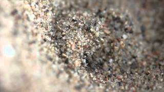 Antlion Building Its Trap Myrmeleon formicarius [upl. by Ellimaj848]