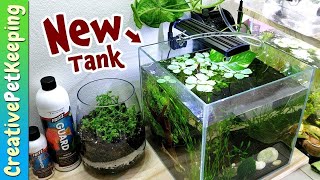 NEW SHRIMP amp NEW TANK SETUP for Beginners [upl. by Tera]