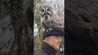 A Wild Great Grey Owl FLIES onto my Dad’s head😱bird owl greyowl owls birdsofprey [upl. by Ainsley]