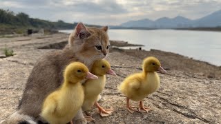 The kitten takes three ducklings on an outdoor trip happy duck🐥😽 [upl. by Idelia400]