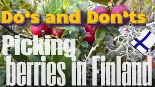 Dos and don’ts in picking berries in FinlandLingonberries picking countryside foraging [upl. by Ynnatirb]