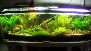 125 Gallon Planted Tank Update [upl. by Kathi851]