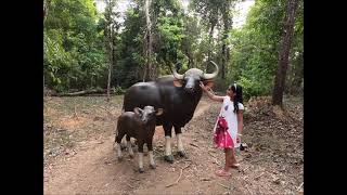 Bhagwan mahavir sanctuary amp national park  Biodiversity park Mollem [upl. by Otrebilif]