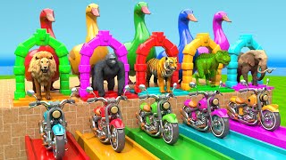 5 Giant Duck Cartoon Lion Elephant Tiger Gorilla Dinosaur Transfiguration funny animal 2024 [upl. by Elwyn]