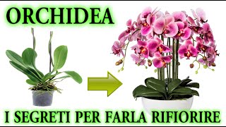 ORCHIDEA il trucco infallibile per farla rifiorire quando vuoi [upl. by Greff]