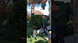 Taille dun TAXUS music musica taille garden landscape paysagiste taxus [upl. by Iverson]