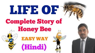 Apiculture Life of a Honey Bee Easy Way  HindiNEET [upl. by Rhys]