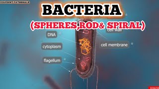 BACTERIA SPHERE ROD amp SPIRAL [upl. by Parke991]