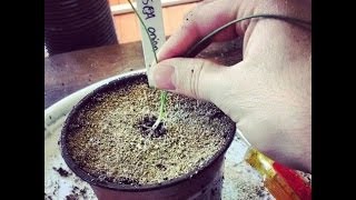 How to Seperate Select and Transplant Onion Seedlings [upl. by Aicel143]