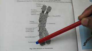 NEET Biology Cell Ultrastructure of Chromosome Heterochromatin and Euchromatin [upl. by Nyllaf272]