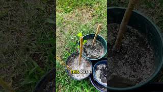 Regrow Mulberry Tree  Too Easy centralflorida easygardening mulberries [upl. by Jepum]