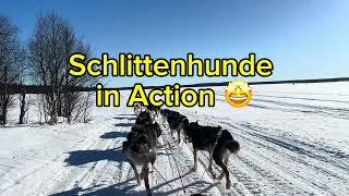 Schlittenhunde Zughundetraining [upl. by Esylle]