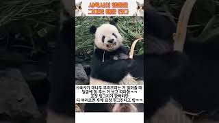 🐼  사육사가 막 이렇게 하던데 [upl. by Yci133]