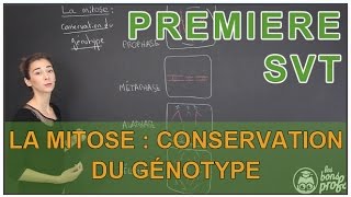 La mitose  conservation du génotype  SVT  1ère  Les Bons Profs [upl. by Kahlil]