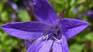 Campanula poscharskyana “blue waterfall” Serbian bellflower [upl. by Brogle27]