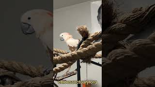 The Mander Shuffle parrot birds cockatoo [upl. by Uwton192]