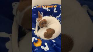 Croissant 🥐 dog puppy adoptdontshop memes funny croissant pets dogshorts [upl. by Assirahs979]