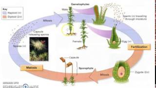 Bryophyte Lifecycle [upl. by Elleahcim]