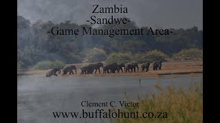 Hunting in Zambias Sandwe Game Management Area [upl. by Drue189]