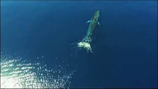 Santuario dei cetacei alla scoperta del popolo del mare [upl. by Ella]