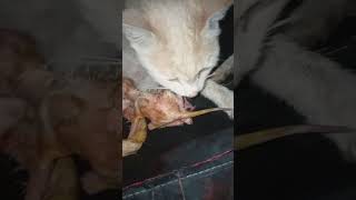 cat giving birth to kittens cat BirthingKittens CatPregnancy KittenCuteness CatMomLife [upl. by Ronen]