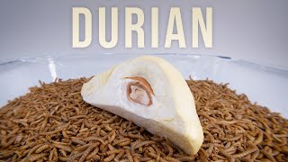 10 000 Mealworms vs DURIAN [upl. by Ymmik]