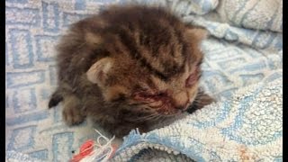 顔を強打され瀕死の状態で路上でうずくまっていた小さい子猫を保護。回復後の見違えるほど美しい猫の姿に感動の嵐！【nekoの部屋】 [upl. by Adila664]