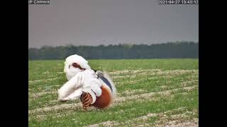 Great Bustards of Salisbury Plain [upl. by Melvin]