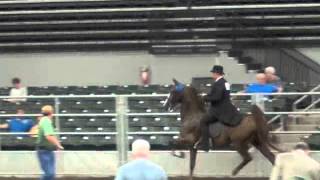 MidStates Horse and Pony Show [upl. by Ilanos]