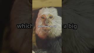 5 Fun Facts About Marmosets [upl. by Znieh290]