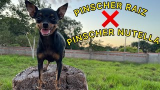 TIPOS DE PINSCHERS PINSCHER RAIZ E PINSCHER NUTELLA  PINSCHER FILHOTES [upl. by Essirahc]