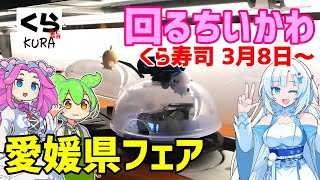 【くら寿司】 ちいかわコラボ！ 大とろと愛媛県フェアを食べてきたよ！ 20240310 [upl. by Alby]