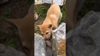 Dog vs Animal Unique video Viral short video [upl. by Yadrahc]