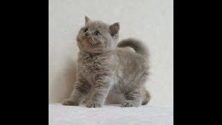 ブリティッシュショートヘアー子猫 British Shorthair 2024917産まれ ライラック 男の子 シーダキャット猫のお店 [upl. by Einnov]