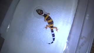 Baby Leopard Gecko SCREAMING SOOOO CUTE [upl. by Sanoy]