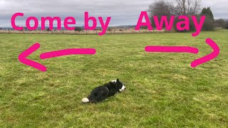 Sheepdog commands explained [upl. by Allemap]