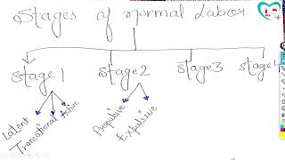 Normal Labor Part 2  FULL EXPLANATION IN HINDI BY NG MEDICALS WITH EASY NOTES [upl. by Mosra82]