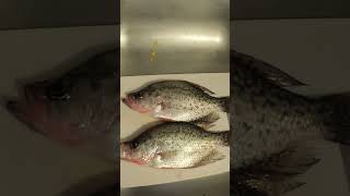 River Crappie Fish Catch Clean Cook [upl. by Debarath211]