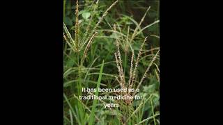 Paragis Grass herbal miracle herbalife trending viralvideo [upl. by Jaf414]