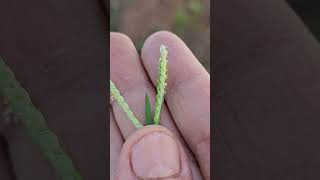 Wild Bodo millet  Paspalum scrobiculatum [upl. by Montfort]