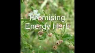 Healing Herb Scoparia dulcis in Pankaj Oudhias Medicinal Plant Database Part1 [upl. by Adiaj442]